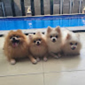 Meet your Posher, Lianna